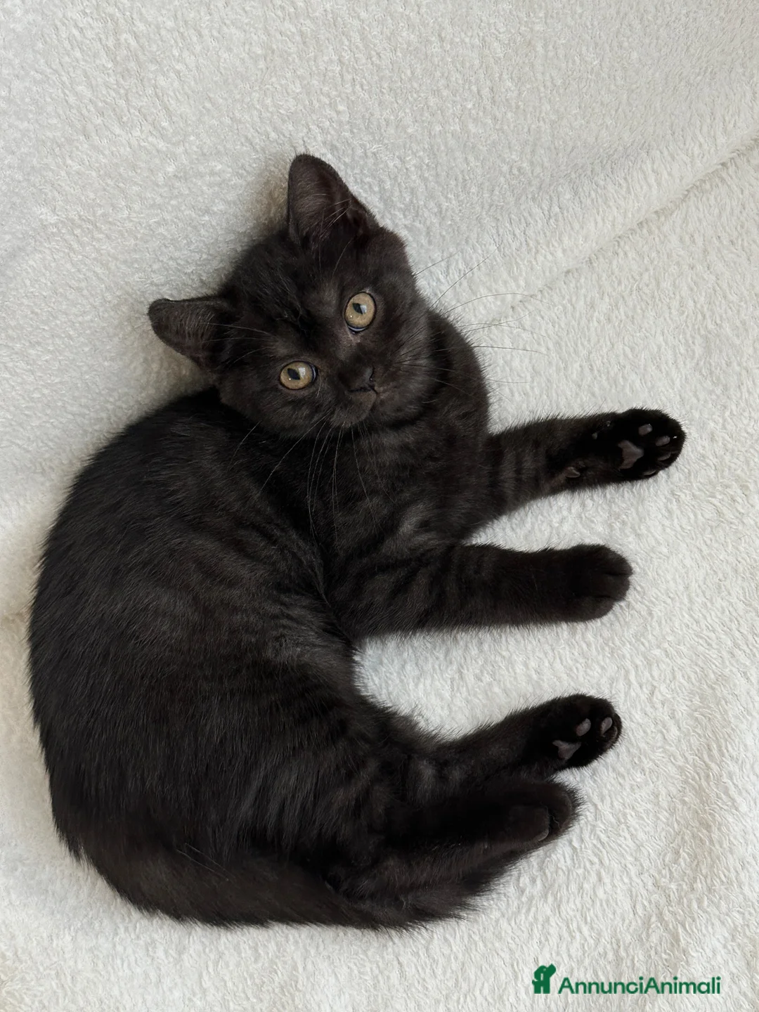 British gatti in vendita: Gattina British Shorthair femmina - Annuncio 2