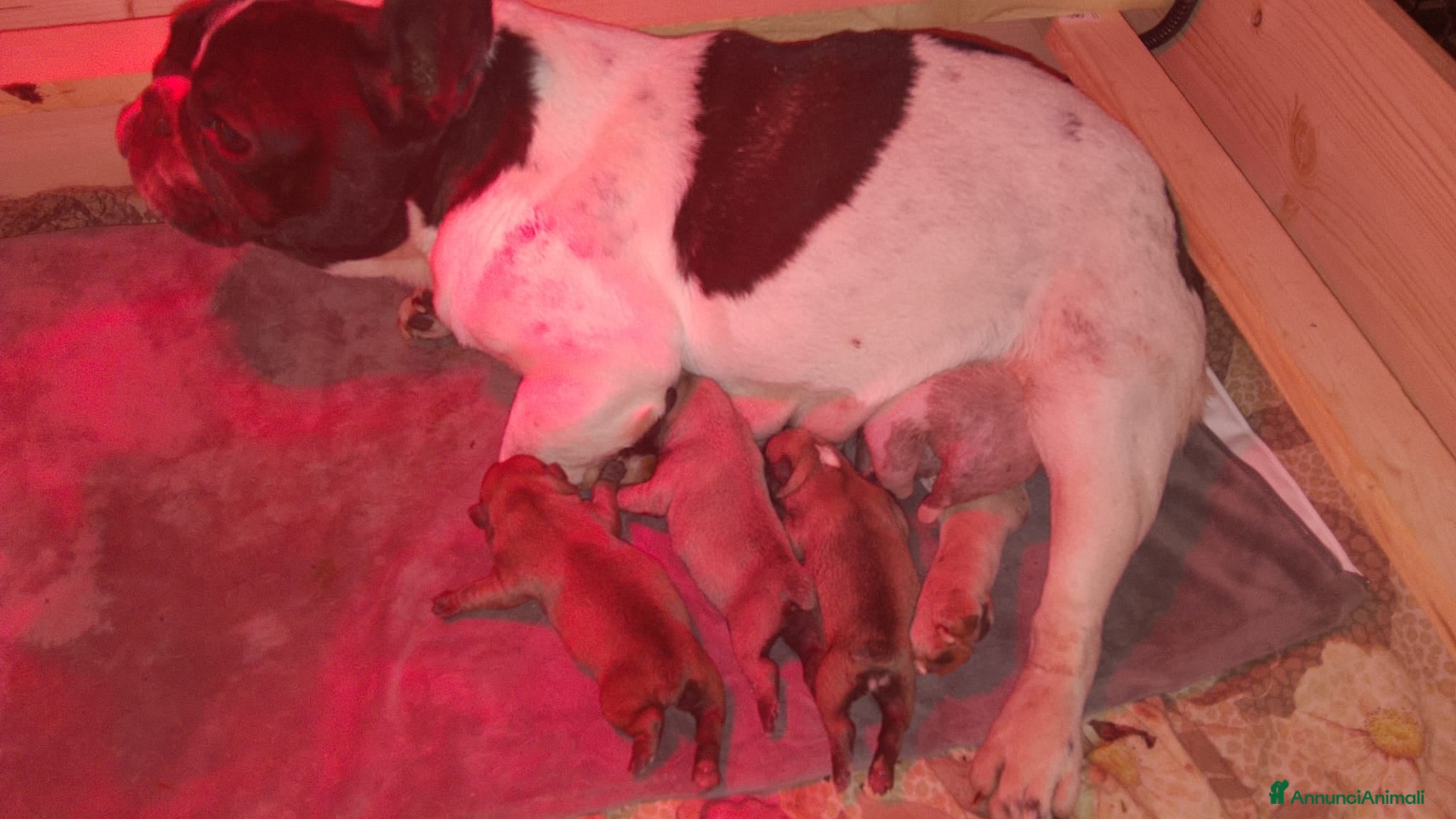 Bulldog Francese cani Cuccioli di Bulldog Francese - Annuncio 7