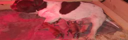 Bulldog Francese cani in vendita: Cuccioli di Bulldog Francese - Annuncio 1