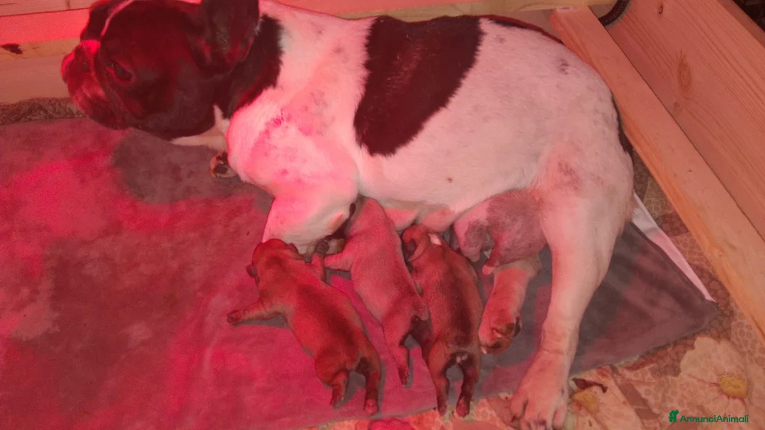Bulldog Francese cani in vendita: Cuccioli di Bulldog Francese - Annuncio 1
