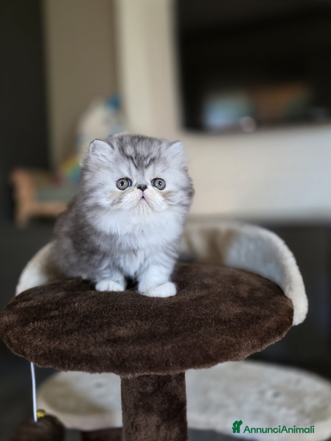 Persiano gatti in vendita: Persiani cuccioli  - Annuncio 3