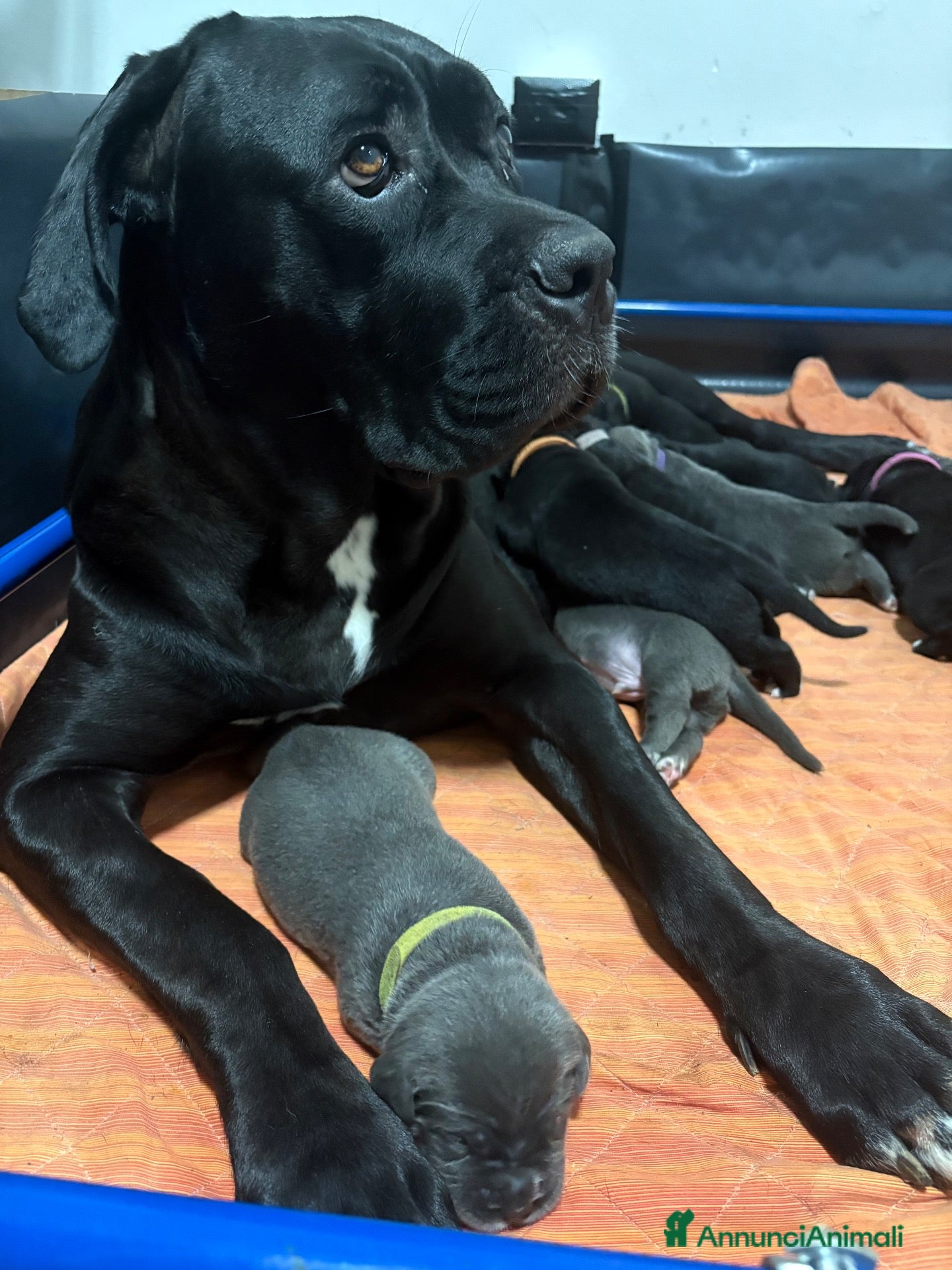 Cane Corso cani Cuccioli di cane Corso - Annuncio 2