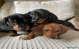 Bassotto cani in vendita: Cuccioli di Bassotto pronti a Provincia di Perugia - Immagine 7