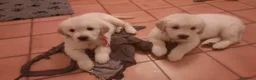 Golden Retriever cani in vendita: Vendo cuccioli - Annuncio 3
