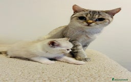 British gatti in vendita: 🐾 Cuccioli British Shorthair 🐾  a Provincia di Padova - Immagine 13