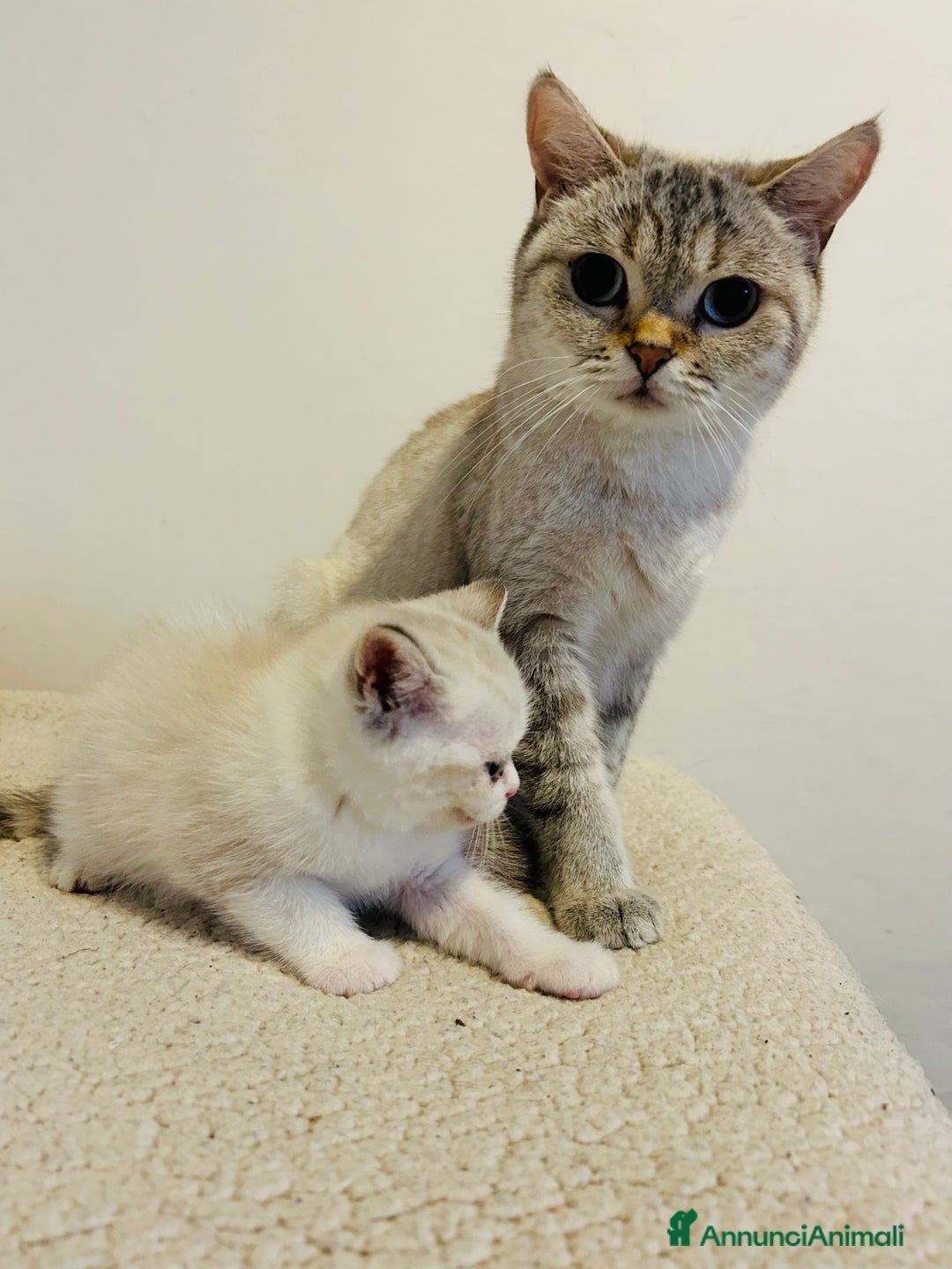 British gatti in vendita: 🐾 Cuccioli British Shorthair 🐾  a Provincia di Padova - Immagine 13