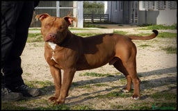 Pitbull cani in regalo: Pasha pit superbravo a Città metropolitana di Milano - Immagine 9