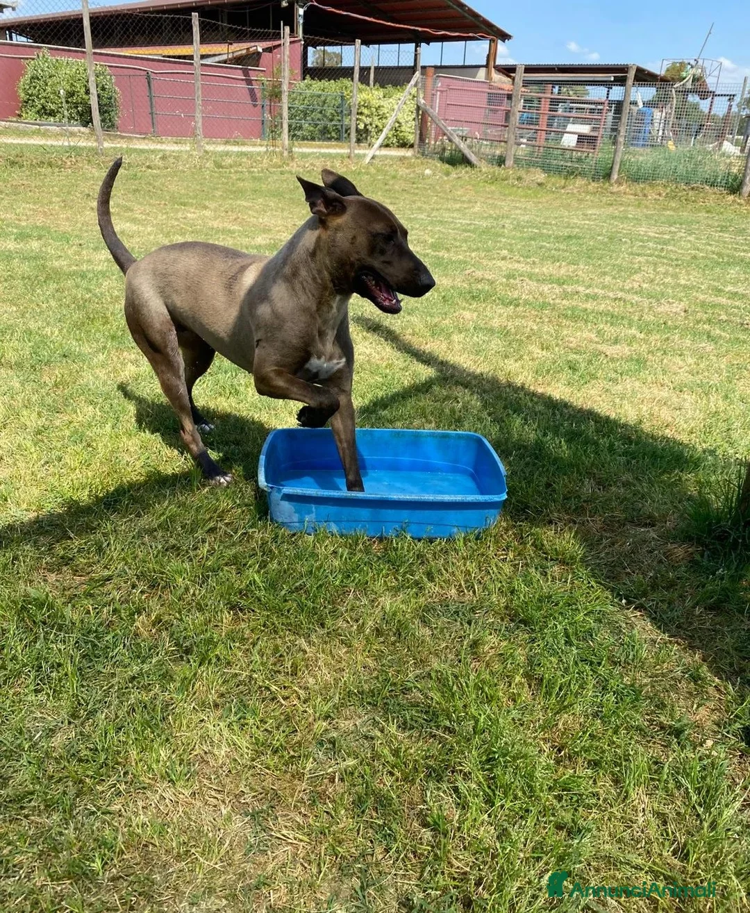 Pastore Belga cani in regalo: MALI', dolce pastore malinois - Annuncio 2