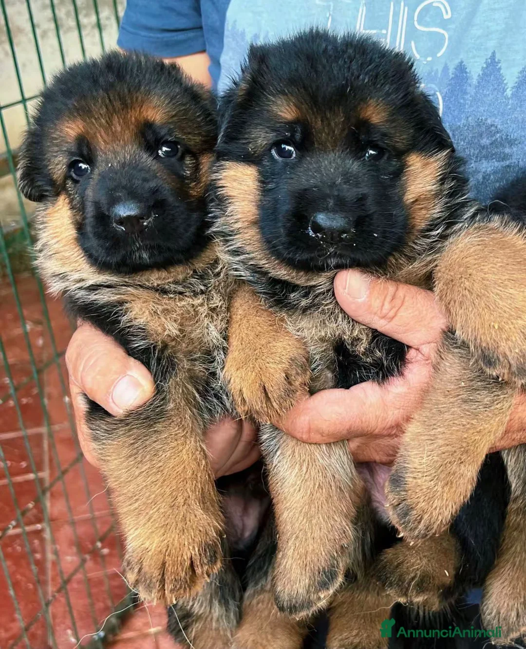 Pastore Tedesco cani in vendita: Super cuccioli alta genealogia - Annuncio 2