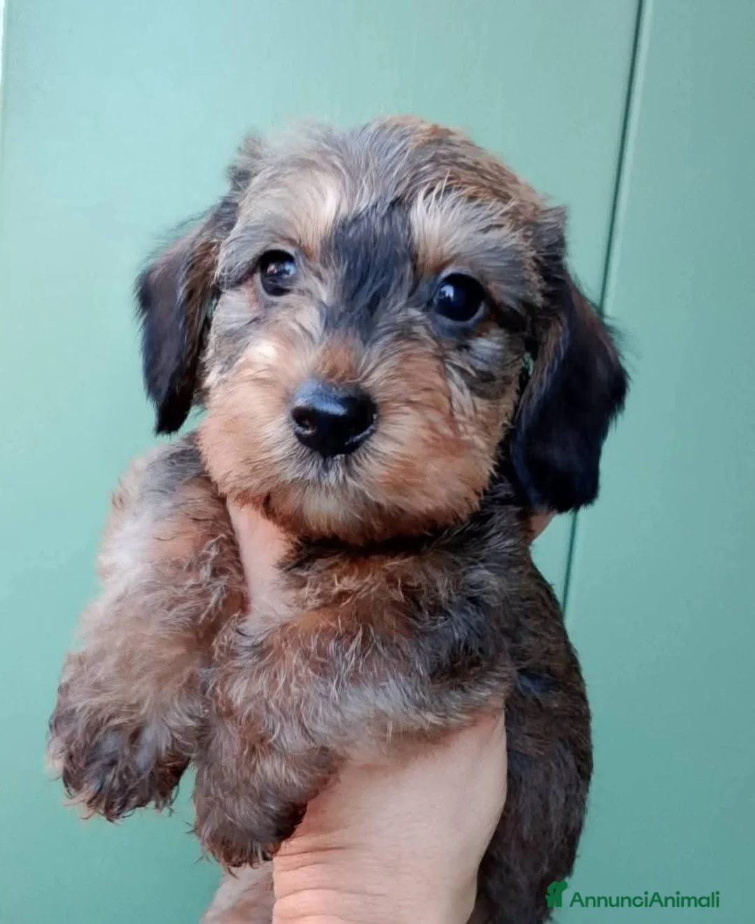 Bassotto cani in vendita: Bassotto pelo duro nano foglia secca - Annuncio 5