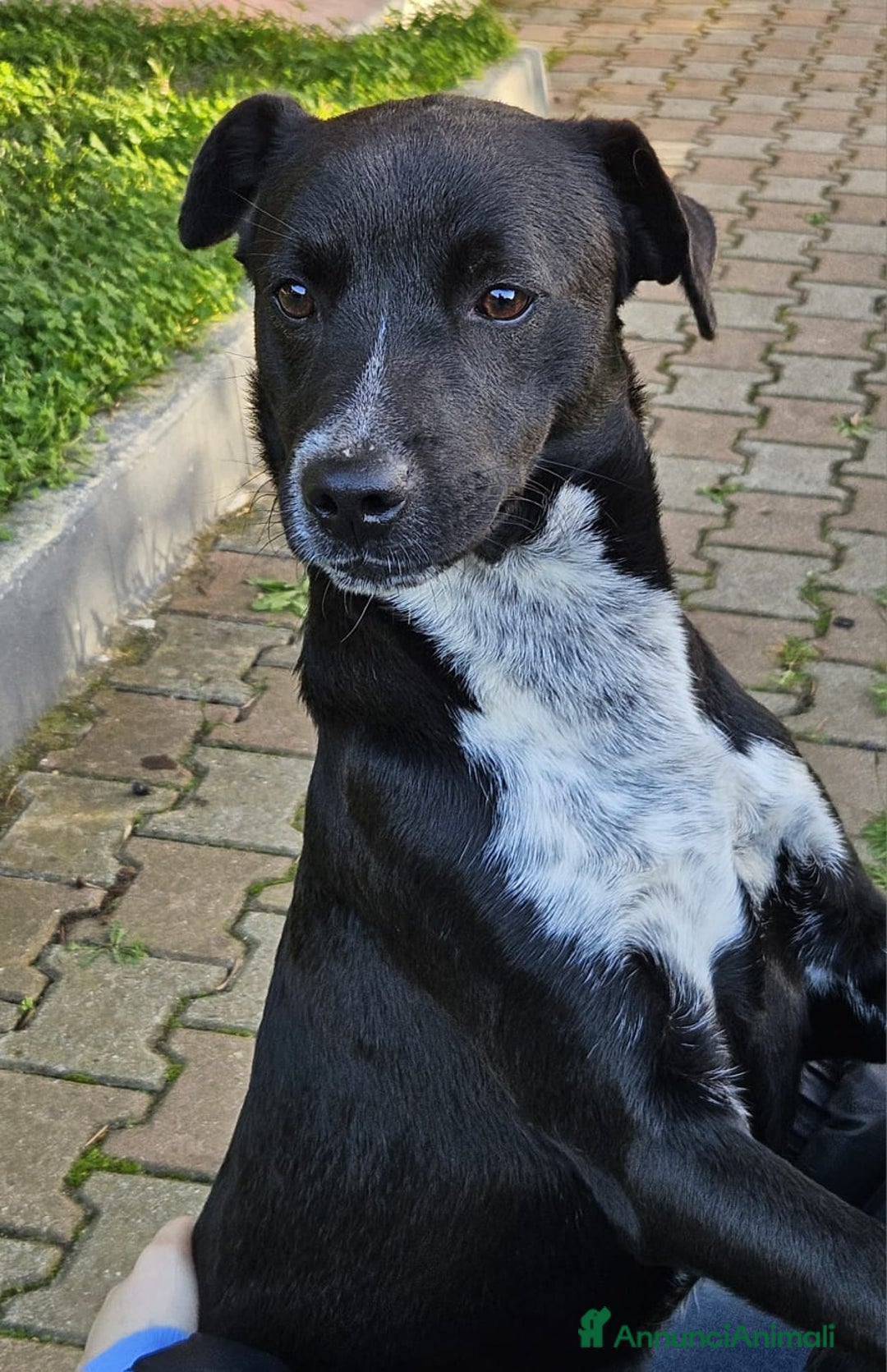 Meticcio gatti in regalo: MICKY ASPETTA UNA MAMMA  - Annuncio 3