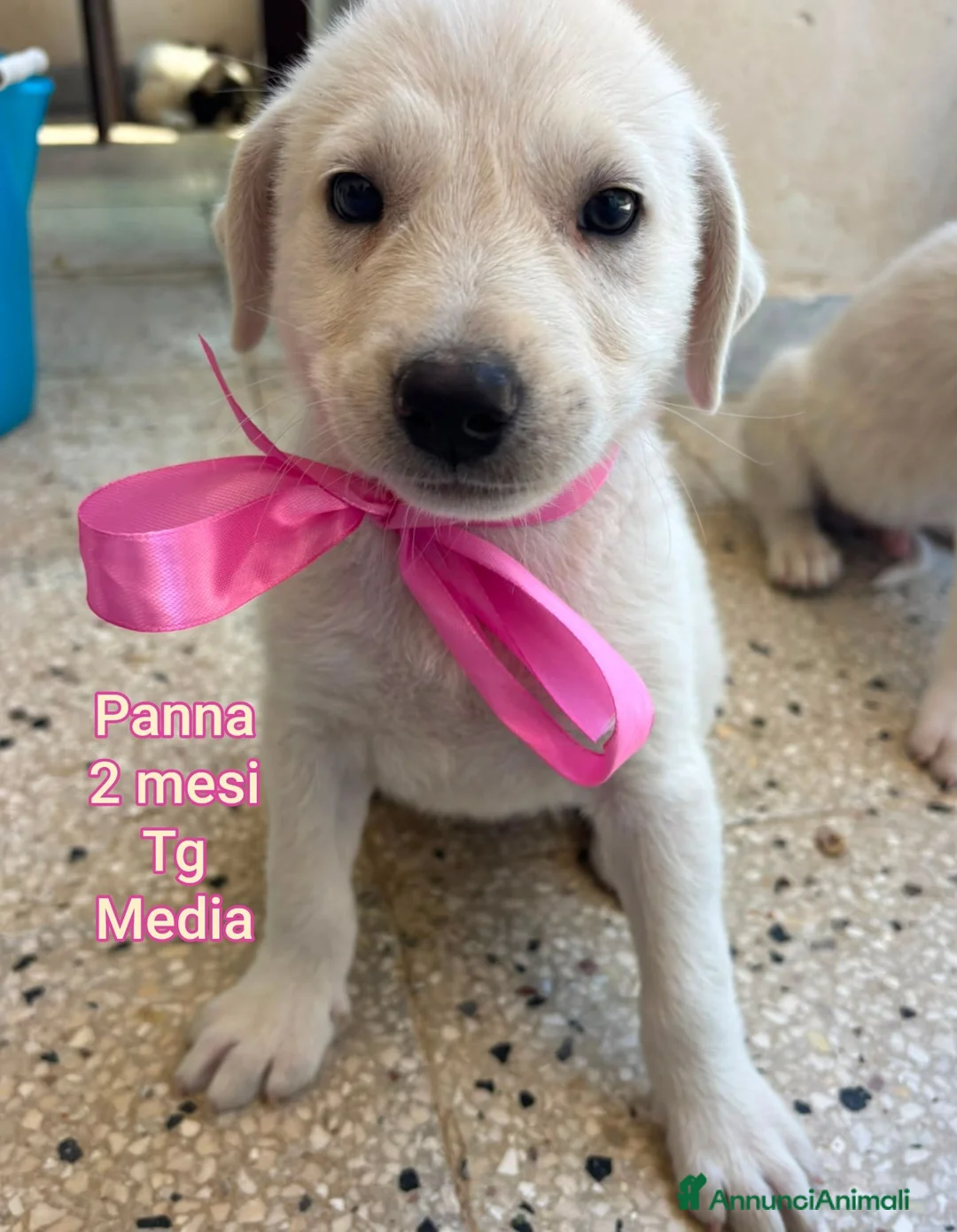 Meticcio cani in regalo: CUCCIOLI, URGENTE: TEMPO SCADUTO  a Provincia di Arezzo - Annuncio 1