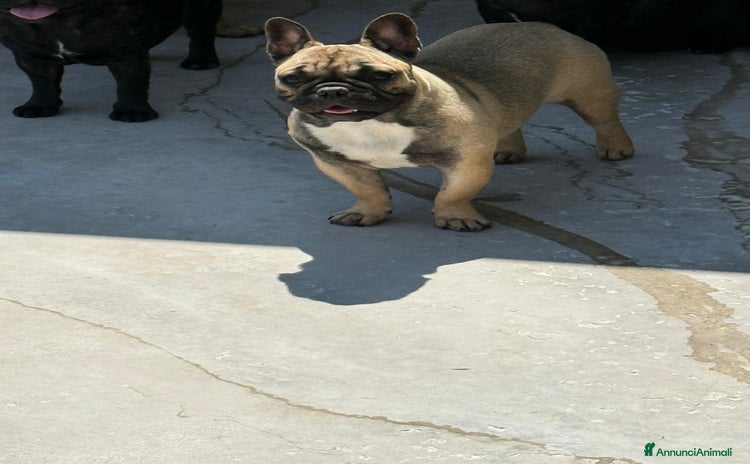 Bulldog Francese cani a Provincia di Caserta - Annuncio 8