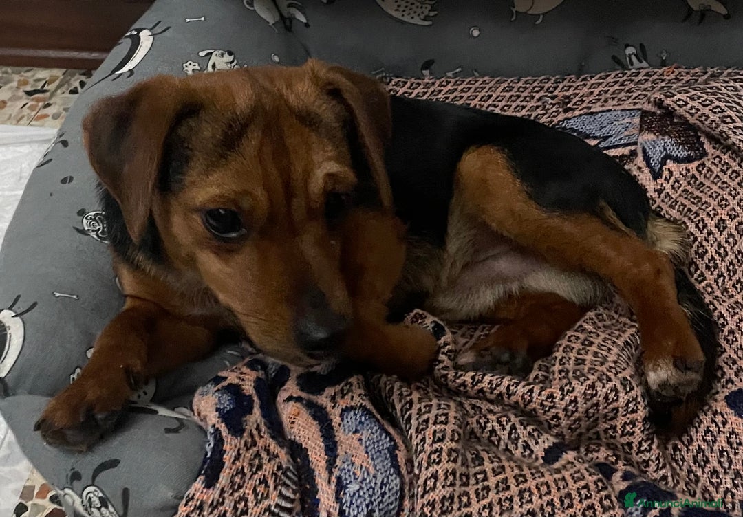 Jagdterrier cani in vendita: Vendo due cuccioli fratelli  - Annuncio 3