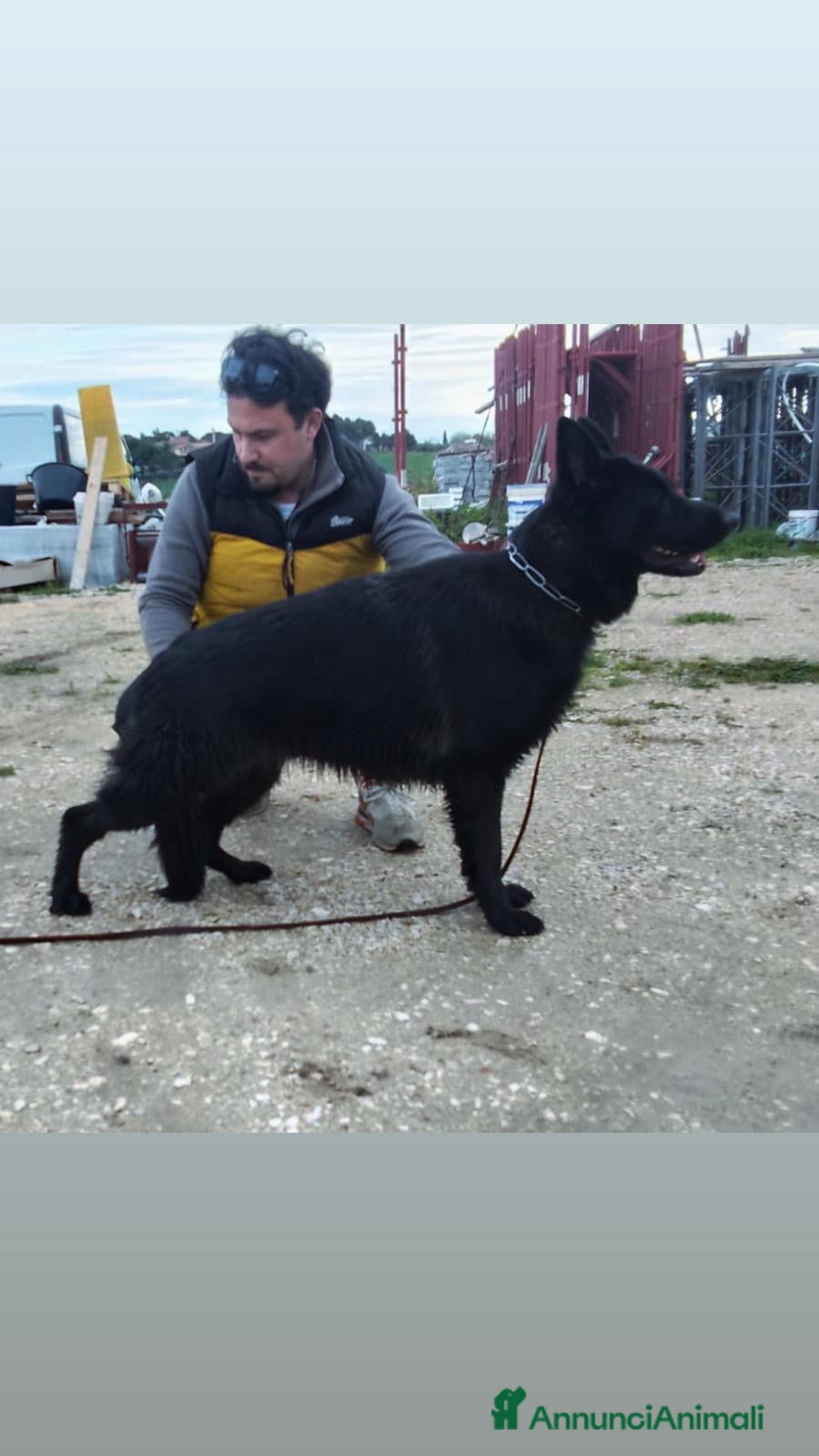 Pastore Tedesco cani Pastore tedesco nera con pedigree  - Annuncio 5