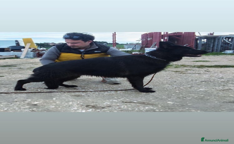 Pastore Tedesco cani - Annuncio 2