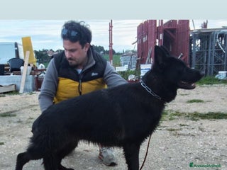 Pastore Tedesco cani Pastore tedesco nera con pedigree - Annuncio 40