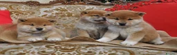 Shiba Inu cani in vendita: Cuccioli SHIBA INU  - Annuncio 4