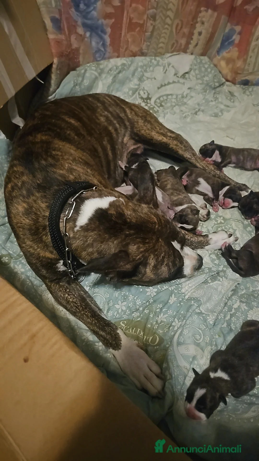 American Staffordshire cani in vendita: American staffordshire terrier  - Annuncio 16