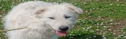 Meticcio cani in regalo: SANDRINO HA PERSO TUTTO, IN ADOZIONE - Annuncio 2