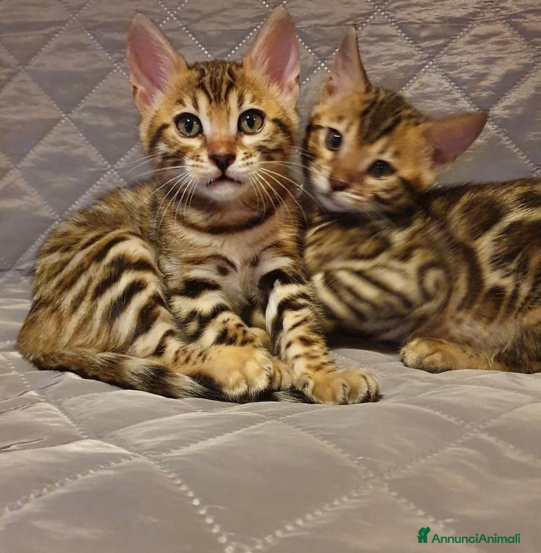 Bengala gatti in vendita: Cuccioli bengala - Annuncio 2