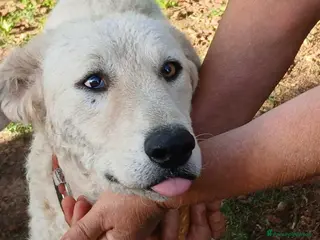 Meticcio cani MIMMO PRESO A BASTONATE HA BISOGNO DI TE - Annuncio 13