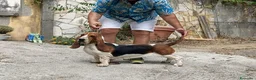 Bassethound cani in vendita: Cuccioli bassethound  - Annuncio 2