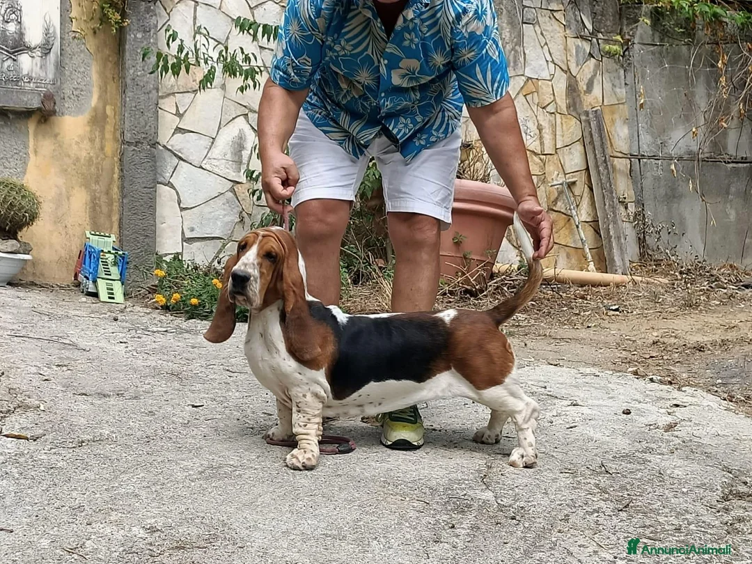 Bassethound cani in vendita: Cuccioli bassethound  - Annuncio 2