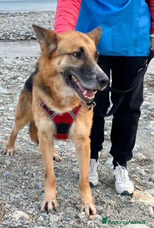 Pastore Tedesco cani Pastore Tedesco 7anni mollato conciato!!SAVONA SOS - Annuncio 1