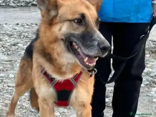 Pastore Tedesco cani Pastore Tedesco 7anni mollato conciato!!SAVONA SOS - Annuncio 1