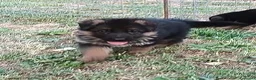 Pastore Tedesco cani in vendita: Cuccioli di Pastore Tedesco - Annuncio 3