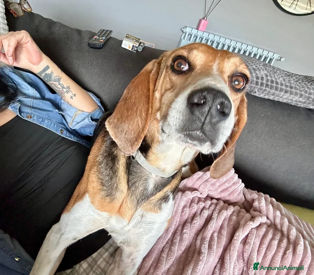 Beagle cani in regalo: Luna dolcissima simil beagle di 4 anni tg media a Provincia di Novara - Annuncio 6