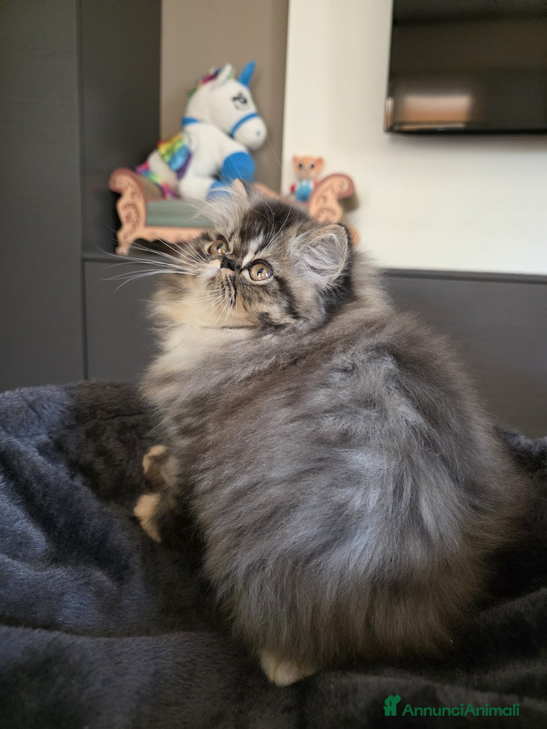 Persiano gatti in vendita: Gattini persiani a Provincia di Padova - Immagine 18