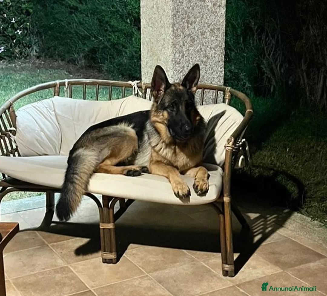 Immagine della galleria {{count}}