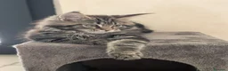 Maine Coon gatti in vendita: Cucciole di Maine Coon  - Annuncio 3