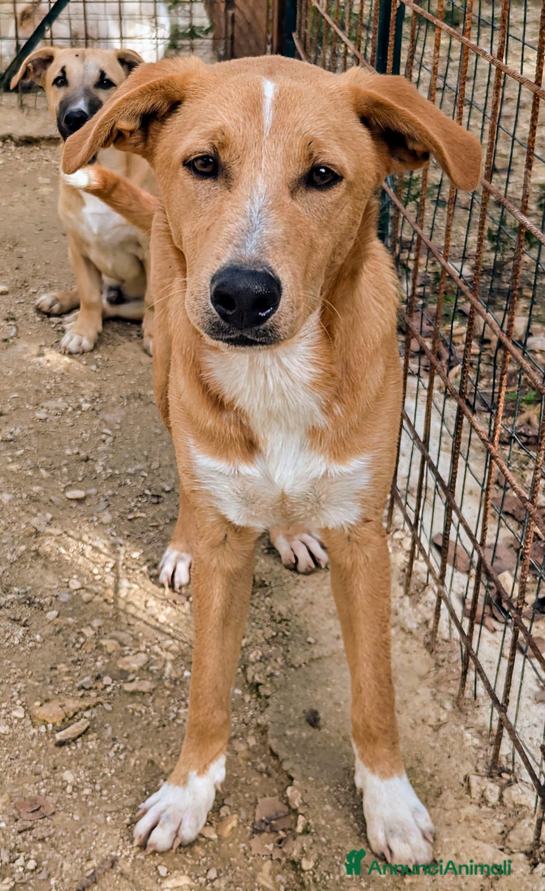 Meticcio cani in regalo: ALBICOCCA e MIRTILLO a Città metropolitana di Roma Capitale - Annuncio 9