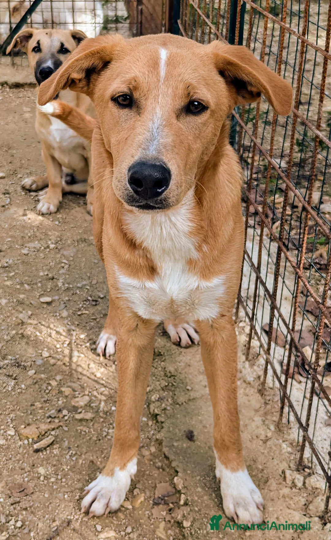 Meticcio cani in regalo: ALBICOCCA e MIRTILLO a Città metropolitana di Roma Capitale - Annuncio 9