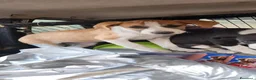 Meticcio cani in regalo: 3femmine sui 3mesi tg media COSENZA URGENTEEEE - Annuncio 4
