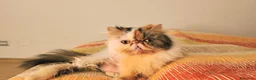 Persiano gatti in vendita: Cuccioli persiani ed exotici a Città metropolitana di Milano - Annuncio 4