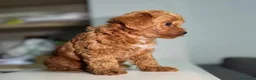 Maltipoo cani in vendita: Cuccioli di Maltipoo F1B a Città metropolitana di Milano - Annuncio 7