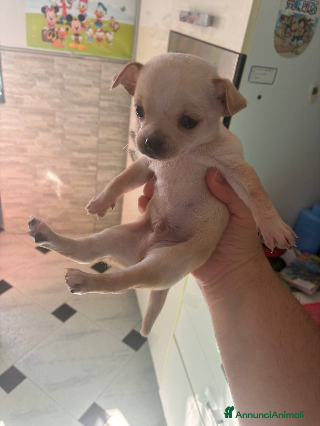 Chihuahua cani in vendita: Chihuahua cuccioli 1 femmina  2 maschi - Annuncio 5