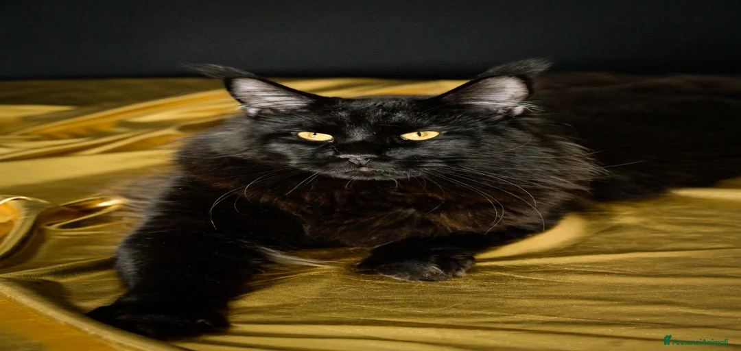 Immagine della galleria {{count}}