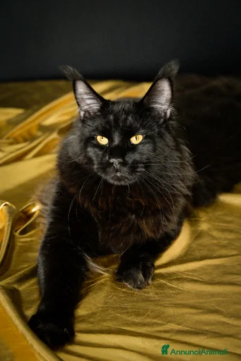 Immagine della galleria {{count}}