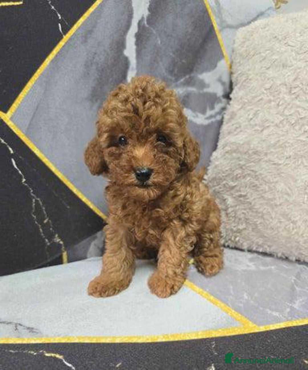 Barboncino Toy cani in vendita: Tre adorabili cuccioli di barboncino toy rossi - Annuncio 4