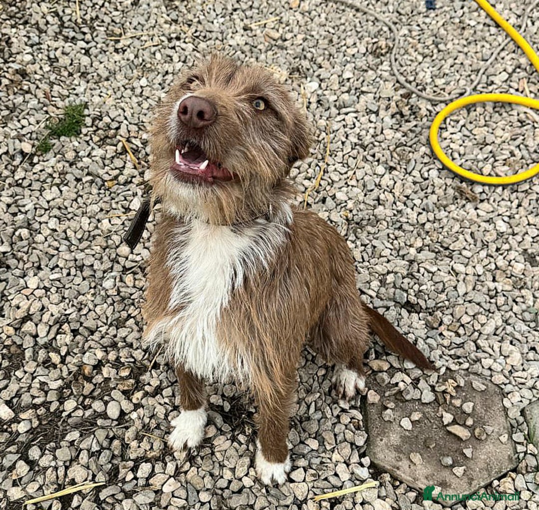 Meticcio cani in regalo: Elide 1 anno taglia media contenuta  - Annuncio 7