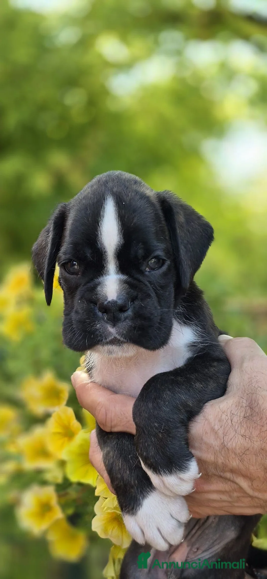 Boxer cani in vendita: Boxer cuccioli - Annuncio 2