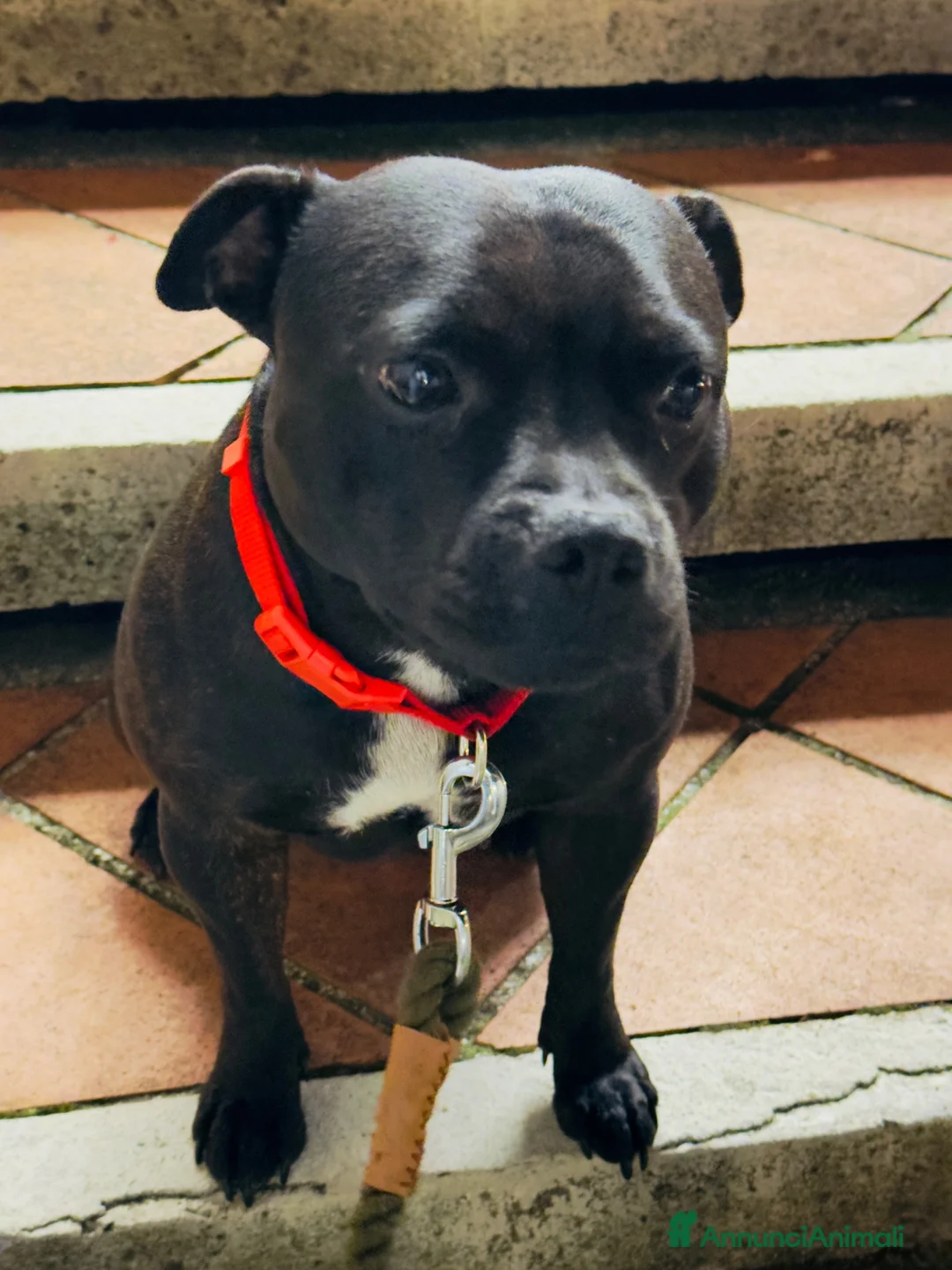 Staffordshire cani in vendita: Scimmietta  a Provincia di Frosinone - Annuncio 5