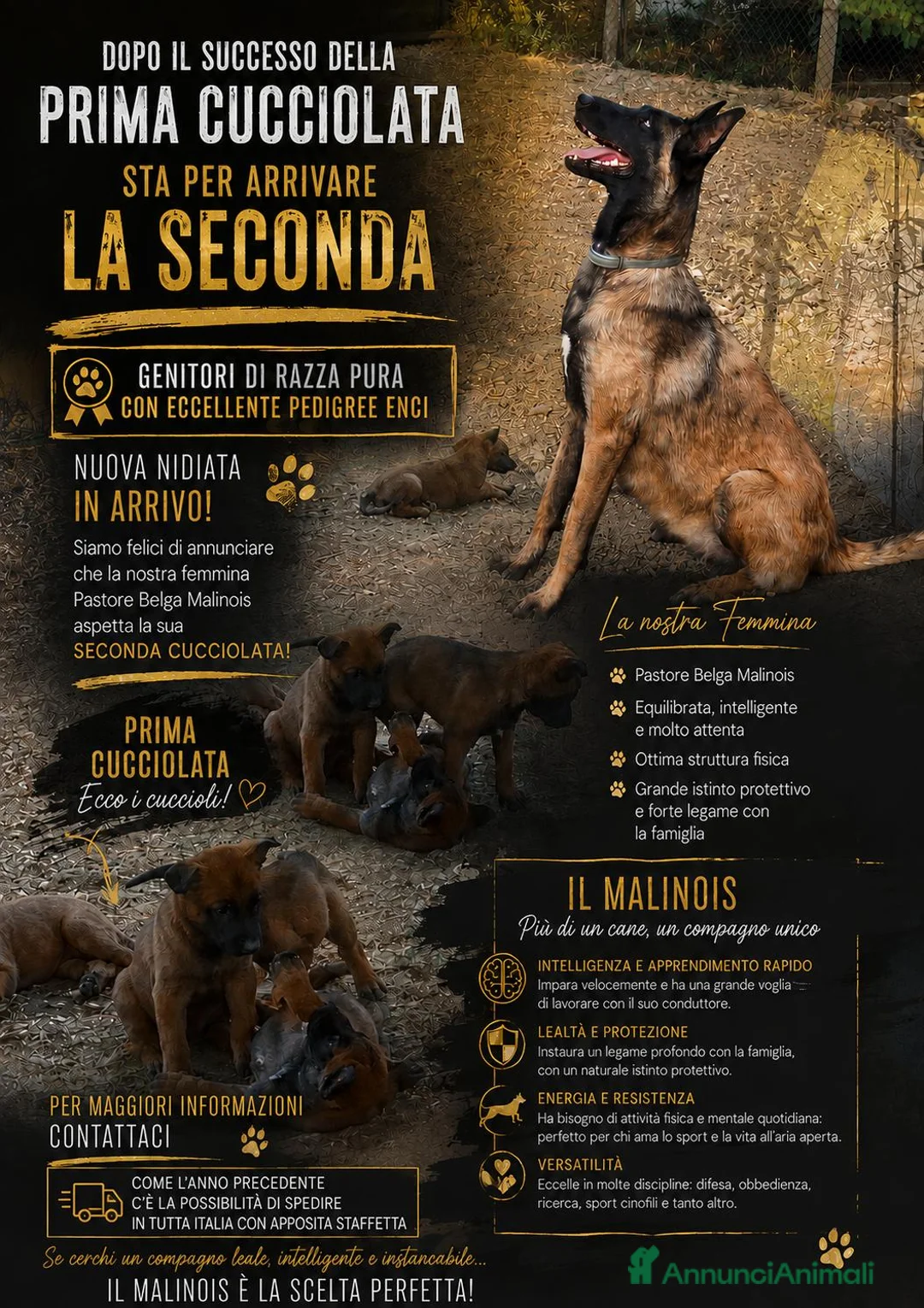 Pastore Belga cani in vendita: Pastore belga malinois  - Annuncio 1