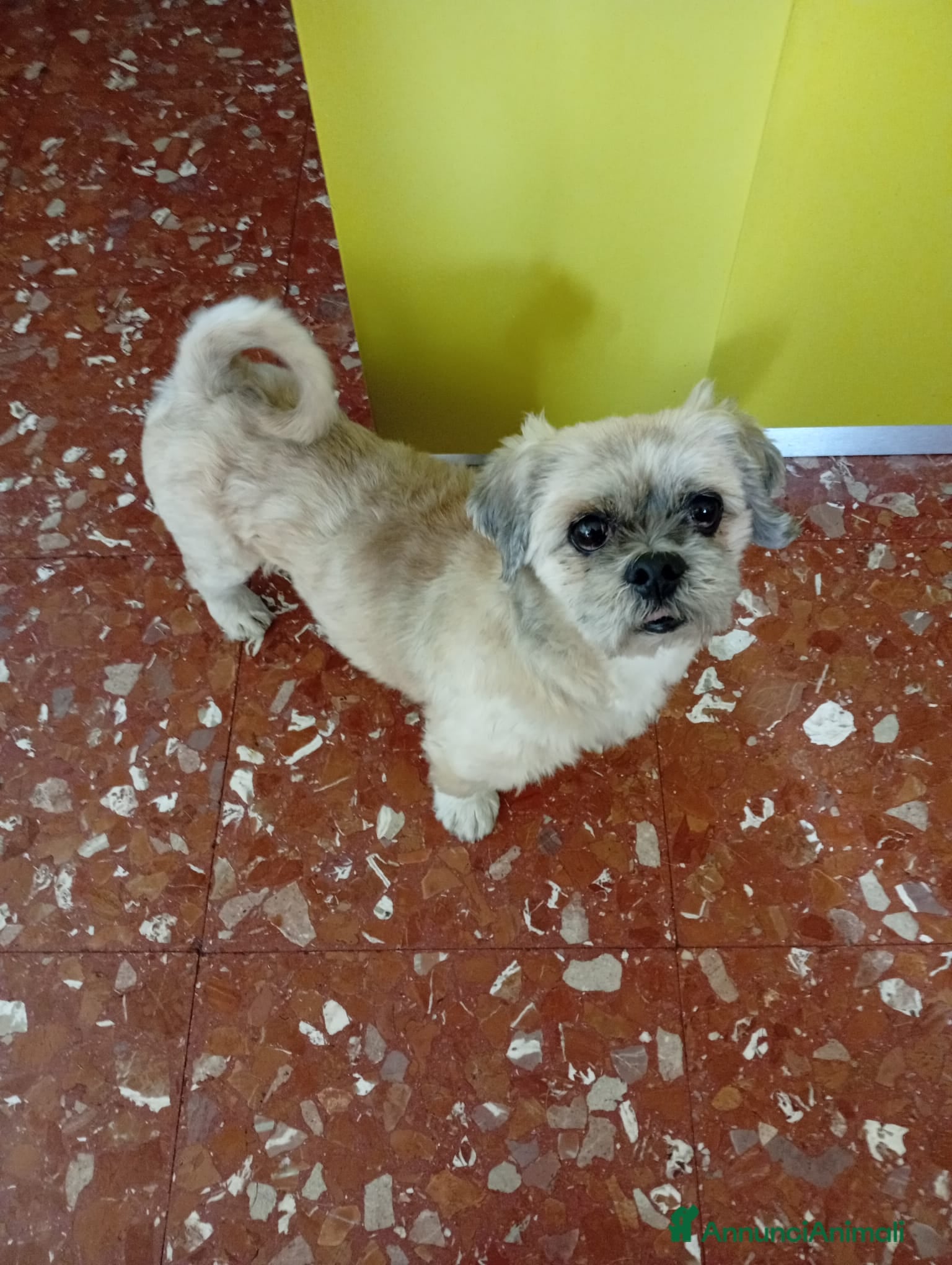 Irish Terrier cani Lhasa apso 11anni kg9 ok gatti.ROMA - Annuncio 2