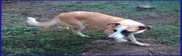 Meticcio cani in regalo: NORMA giovane bella timidina a Provincia di Reggio Emilia - Annuncio 4